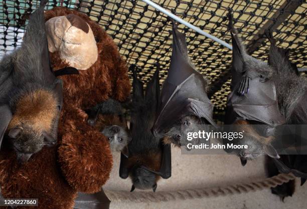 Young grey headed "flying fox" bats hang with a teddy bear to cuddle on January 27, 2020 in Bomaderry, Australia. The Shoalhaven Bat Clinic and...