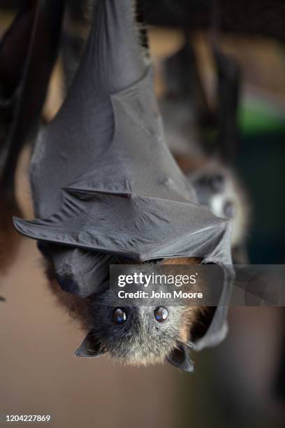 Young grey headed "flying fox" bat named Izzie hangs on January 27, 2020 in Bomaderry, Australia. The Shoalhaven Bat Clinic and Sanctuary has...