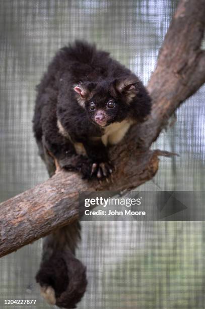 Rehabilitated greater glider possum prepares to be returned to the wild from the Higher Ground Raptor Center on January 28, 2020 in Bomaderry,...