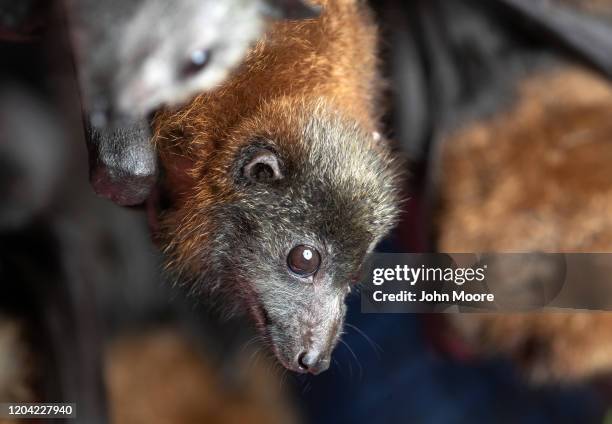 Grey headed "flying fox" bat named Barry, his ears burnt off by bushfire, recovers on January 27, 2020 in Bomaderry, Australia. The Shoalhaven Bat...