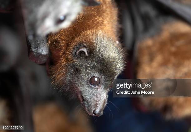 Grey headed "flying fox" bat named Barry, his ears burnt off by bushfire, recovers on January 27, 2020 in Bomaderry, Australia. The Shoalhaven Bat...