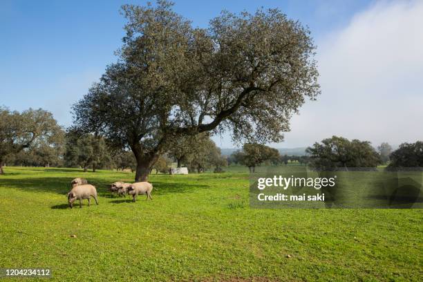 cerdos ibericos en dehesa - porco imagens e fotografias de stock