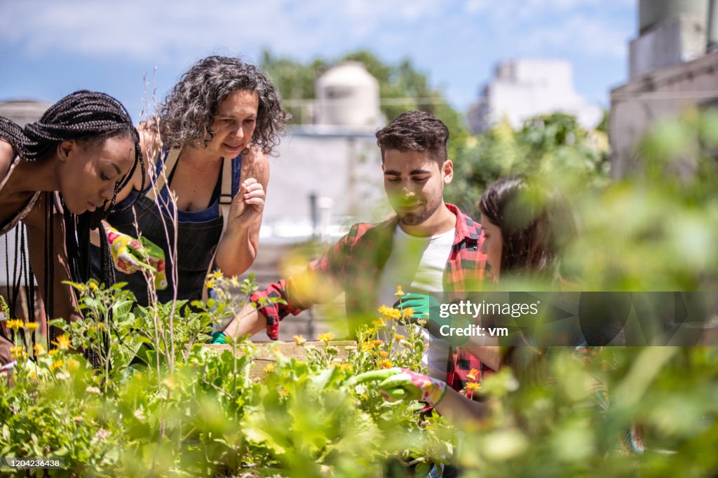Jovens aprendendo jardinagem urbana