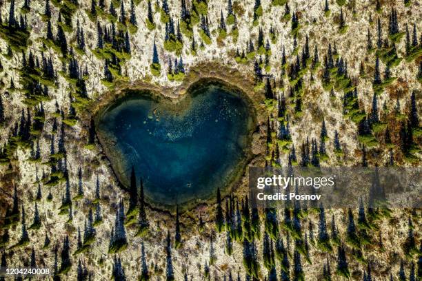 boreal forest at trans-taiga road region in northern quebec - borealer wald stock-fotos und bilder