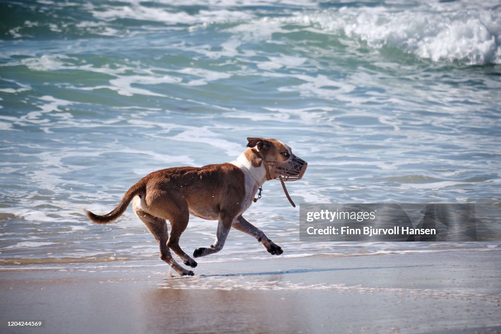 Dog running free on the beach
