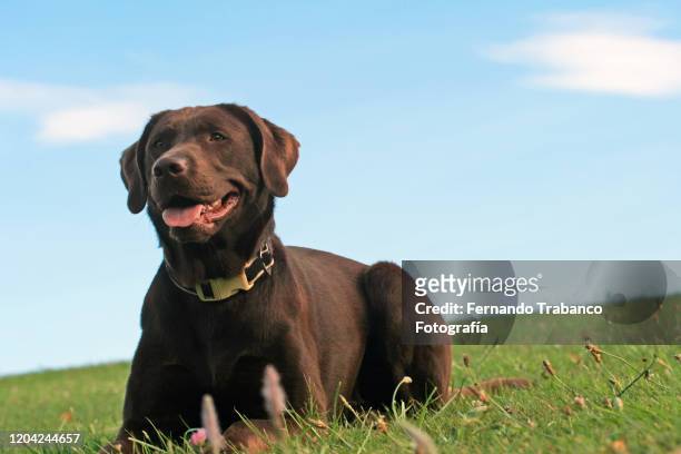 dog lying in the grass - chocolate labrador retriever stock pictures, royalty-free photos & images