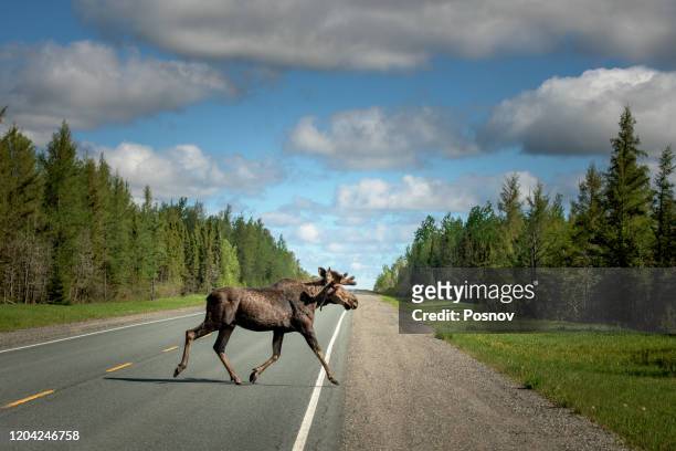 moose crossing the road at in northern ontario - elk fotografías e imágenes de stock