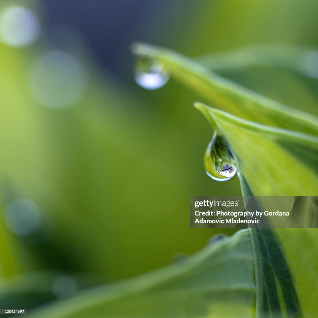 Water drops on hosta leaves