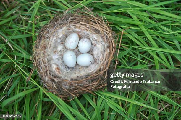 nest with four eggs - carduelis carduelis stock pictures, royalty-free photos & images
