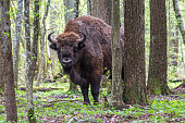 Bison (wisent) in the forest.