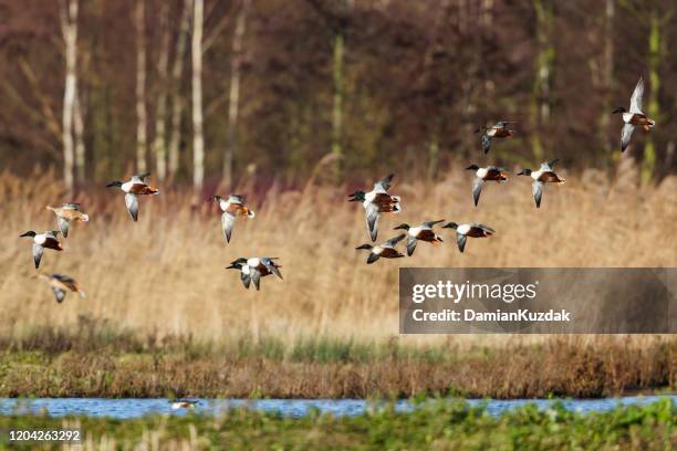 shoveler del norte - pato pájaro acuático fotografías e imágenes de stock