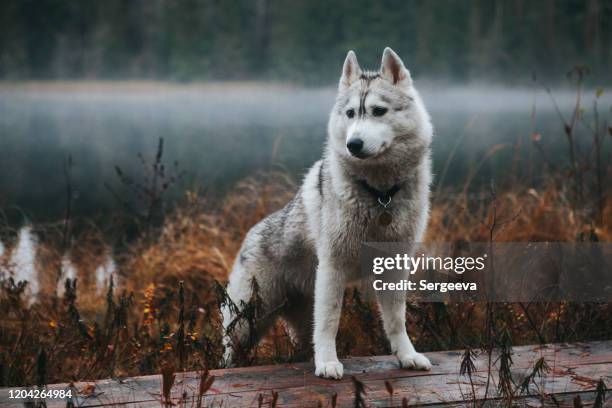 sibirischer husky im nebel - siberian husky stock-fotos und bilder