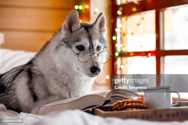 siberian husky hund liest ein buch - dog husky stock-fotos und bilder