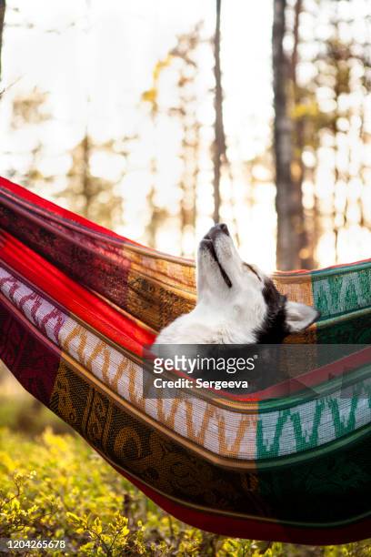 lazy husky dog lying in a hammock - cowboy sleeping stock pictures, royalty-free photos & images