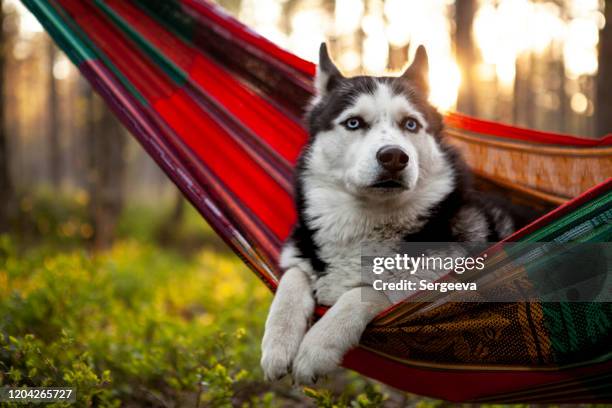 faulhusky hund in einer hängematte liegen - dog husky stock-fotos und bilder