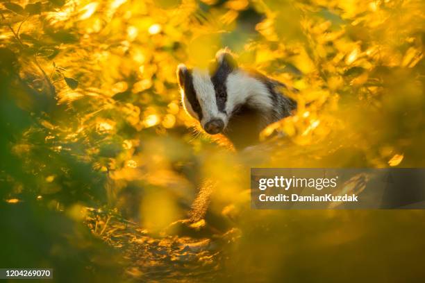 european badger in the morning light - badger stock pictures, royalty-free photos & images