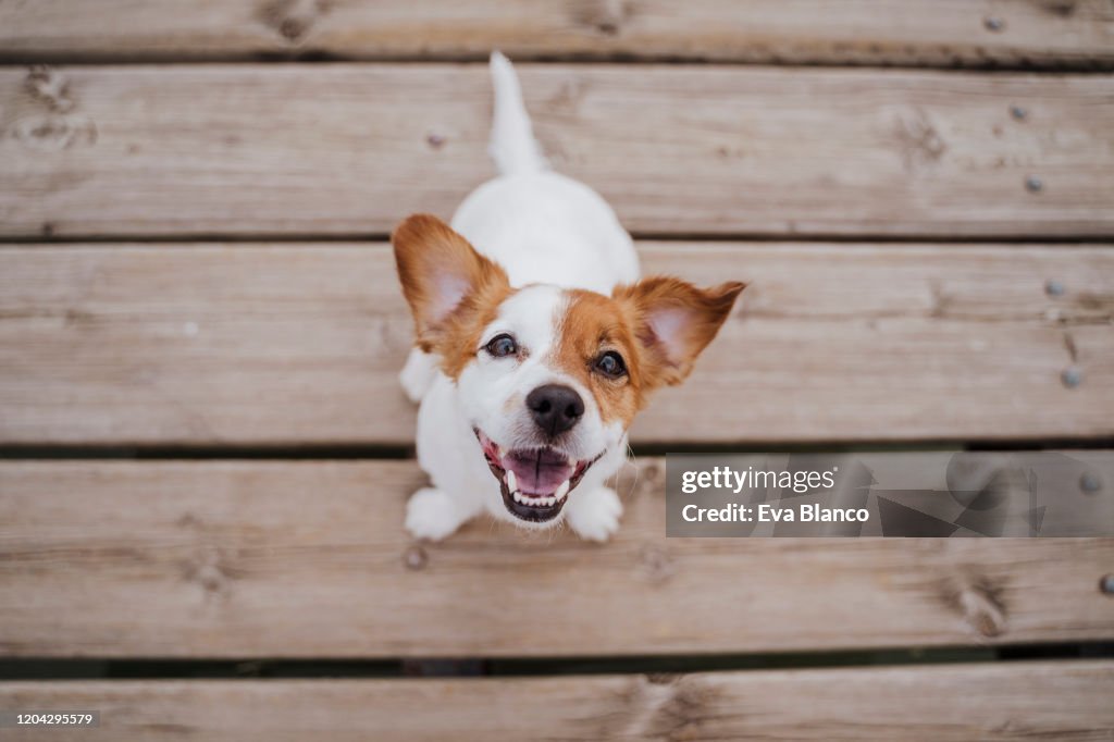 Top-Ansicht von niedlichen kleinen Jack Russell Terrier Hund sitzt auf einer Holzbrücke im Freien und blickauf die Kamera. Haustiere im Freien und Lebensstil