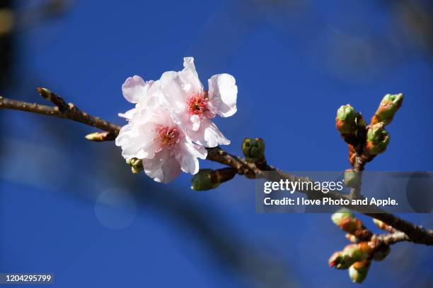 sakura - oriental cherry tree stock pictures, royalty-free photos & images