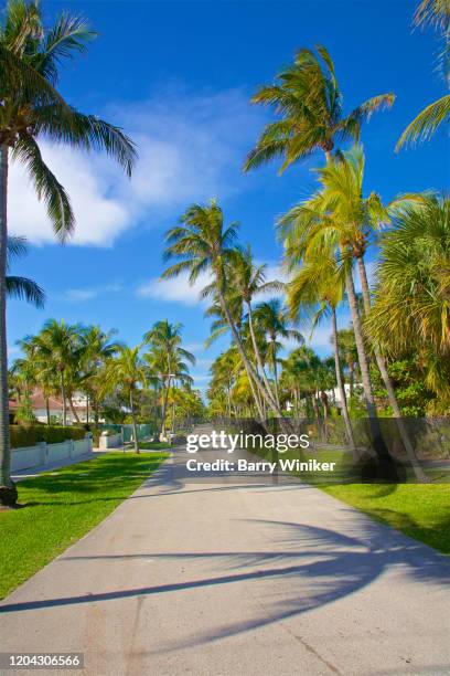 street with palm trees under blue sky, florida - boynton beach stock pictures, royalty-free photos & images