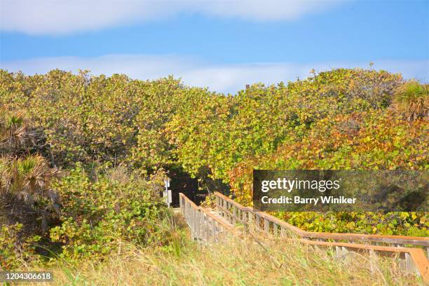 boardwalk to beach through a hammock of trees, ocean ridge, fl - boynton beach stock pictures, royalty-free photos & images