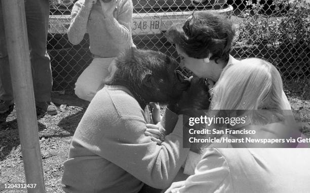 Koko the Gorilla with trainer Penny Patterson and Claire Harrison, May 12,1977