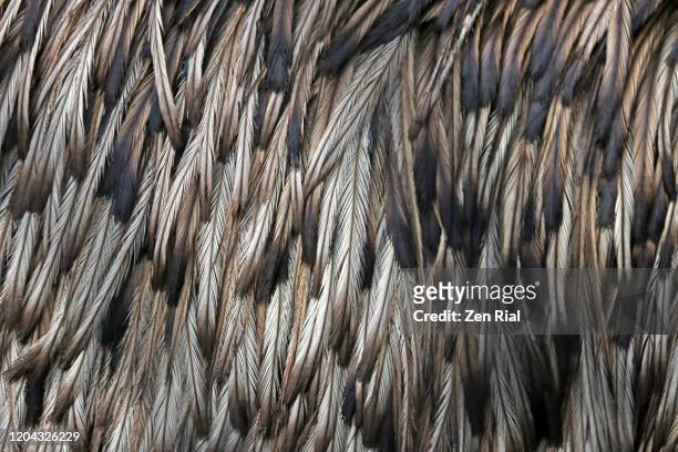 close-up of emu's back feathers - ostrich feather imagens e fotografias de stock
