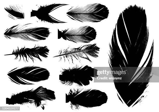 illustrazioni stock, clip art, cartoni animati e icone di tendenza di piume vettoriali - piuma