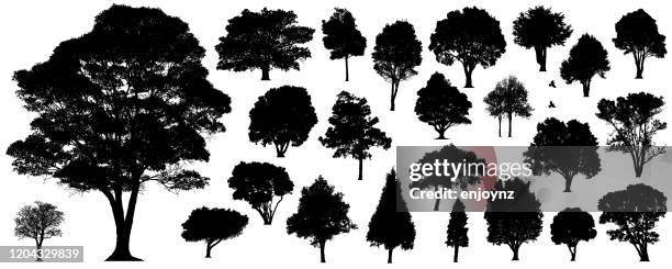 tree silhouettes - oak tree silhouette stock illustrations