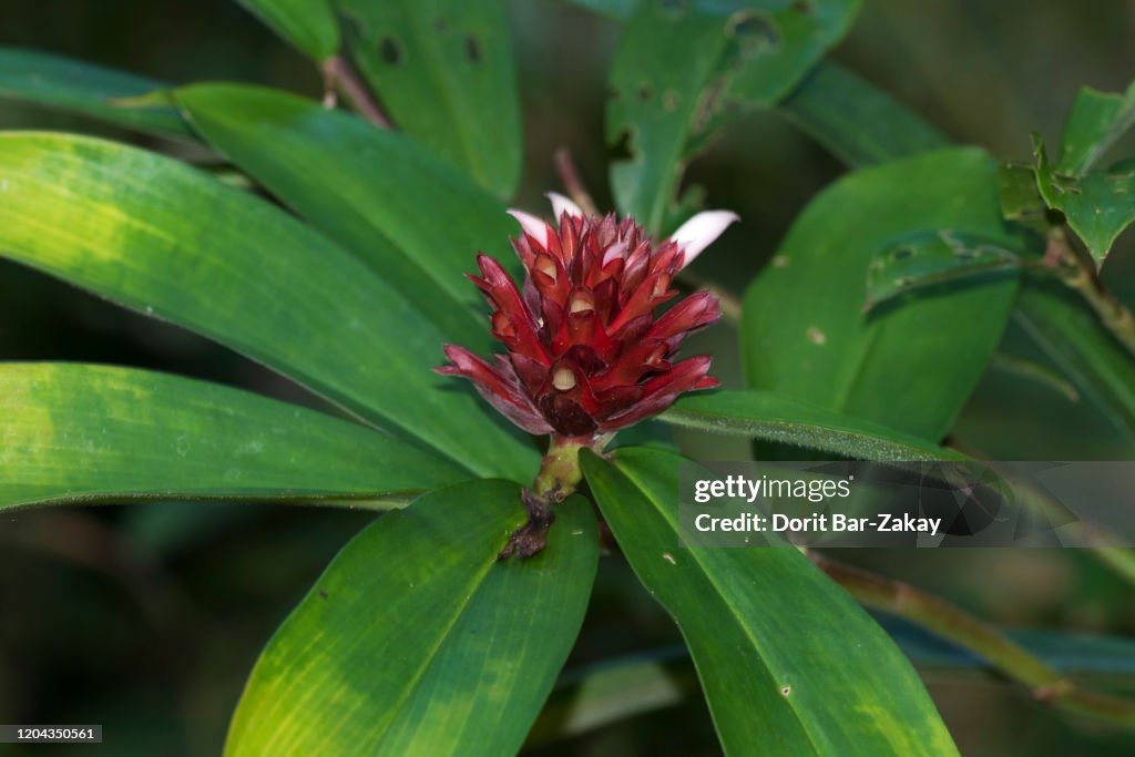 Crepe ginger (Cbeilocostus speciosus)