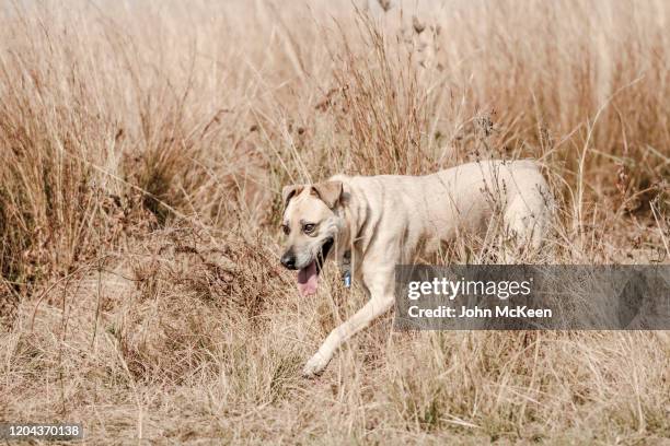 boerboel - boerboel stockfoto's en -beelden