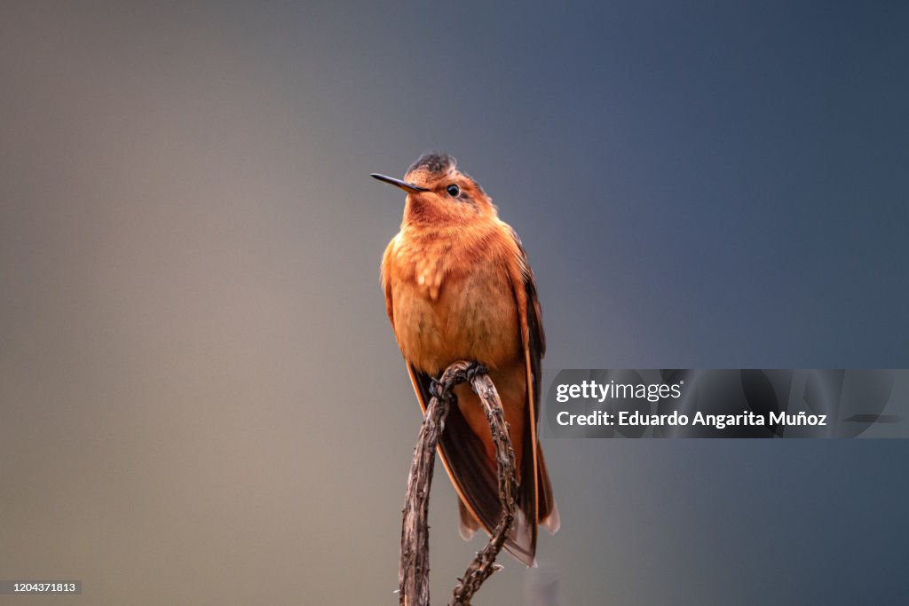 Paramo Hummingbird