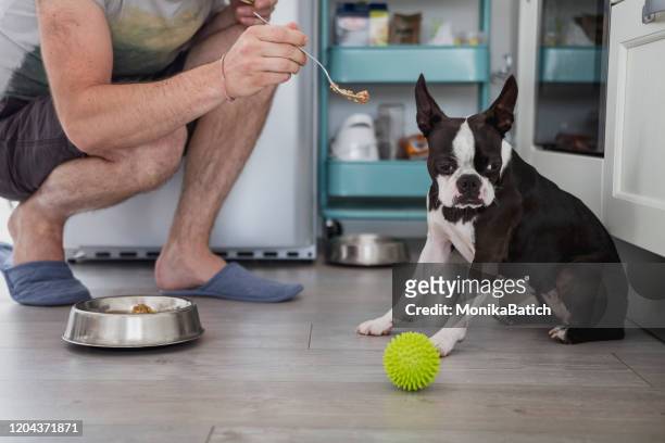 man feeding his dog - picky eater stock pictures, royalty-free photos & images