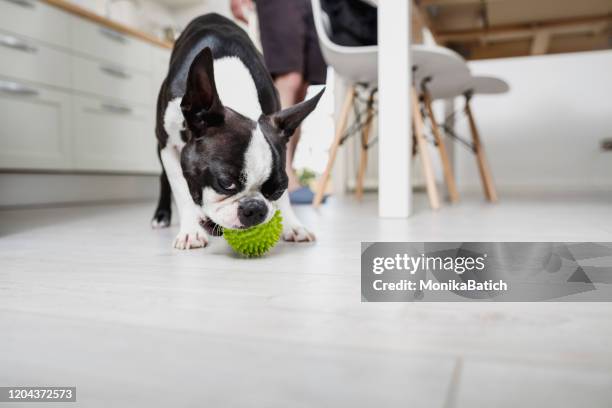 playful dog - man playing catch with dog inside stock pictures, royalty-free photos & images