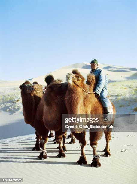 mann führt karawane von baktrischen kamel in der wüste gobi bei sonnenuntergang - gobi desert stock-fotos und bilder