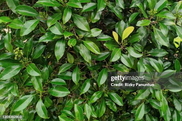 full frame shot of clove leaf - garlic clove - fotografias e filmes do acervo