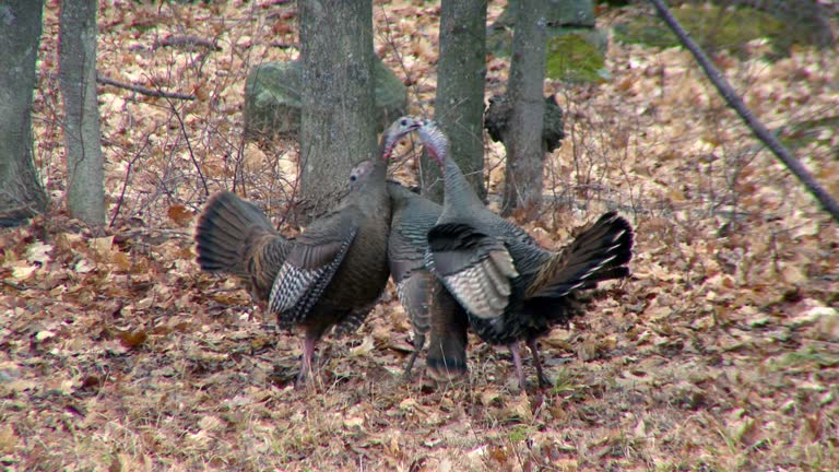 Two Turkeys Arguing 177 Turkeys Fighting Stock Videos, Footage, & 4K Video Clips - Getty Images