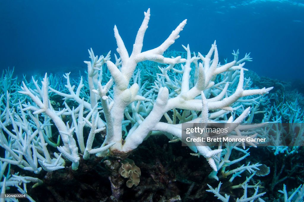 White, Coral Bleaching Staghorn Coral on Great Barrier Reef, Climate Change