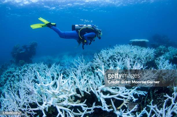 white field of bleaching coral on great barrier reef, climate change - coral bleaching stock pictures, royalty-free photos & images