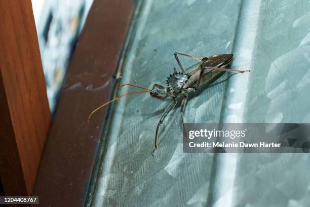 wheel bug on galvanized steel - kissing bug fotografías e imágenes de stock