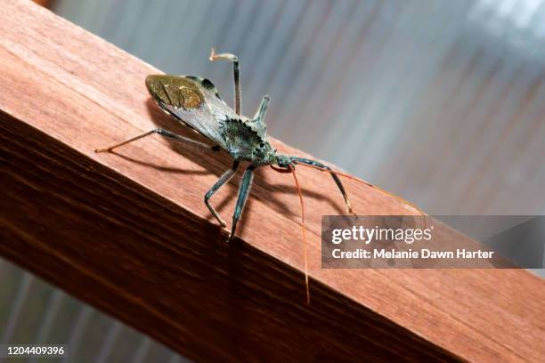 wheel bug viewed from above - assassin bug stock pictures, royalty-free photos & images