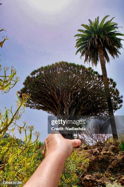 hand reaching a dragon tree, tenerife, canary islands, spain - draco the dragon constellation stock pictures, royalty-free photos & images