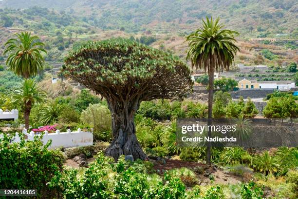 millennial dragon tree, tenerife, canary islands, spain - draco the dragon constellation stock pictures, royalty-free photos & images