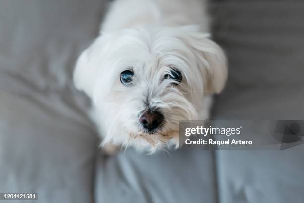 maltese dog - malteser stock-fotos und bilder