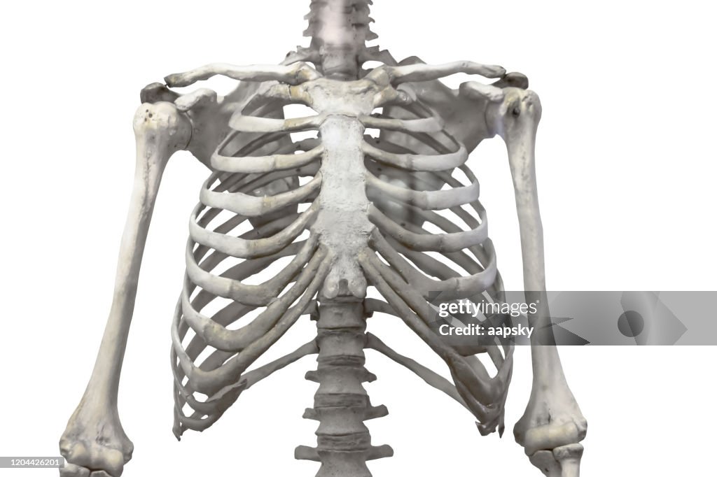 Arm Rib Thoracic Spine Chest And Ribs Of Bone With Arms And Shoulders Isolated ...