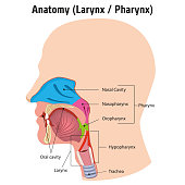 Larynx and internal pharynx anatomy human head, Legend. Ideal for training materials and medical education