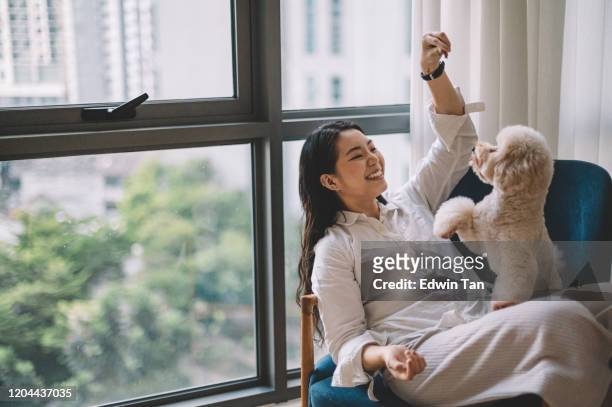 an asian chinese female young adult having bonding time with her pet toy poodle on sofa near the window in living room - lap dog stock pictures, royalty-free photos & images