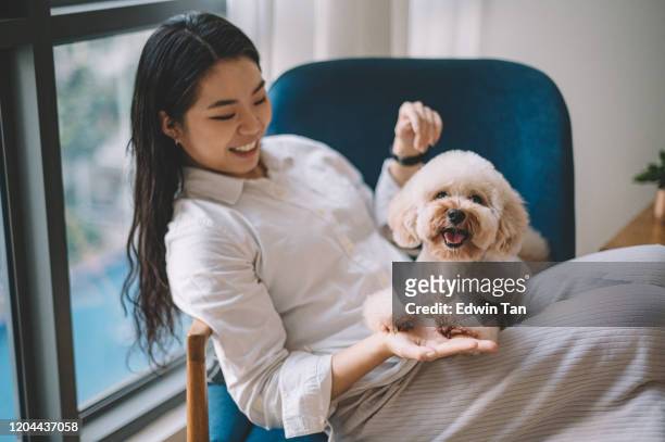 an asian chinese female young adult having bonding time with her pet toy poodle on sofa near the window in living room - toy poodle stock pictures, royalty-free photos & images