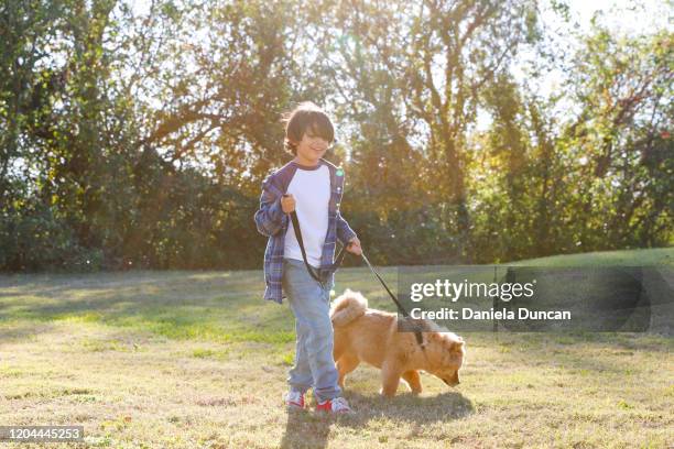 kid walking the dog - trained dog stock pictures, royalty-free photos & images