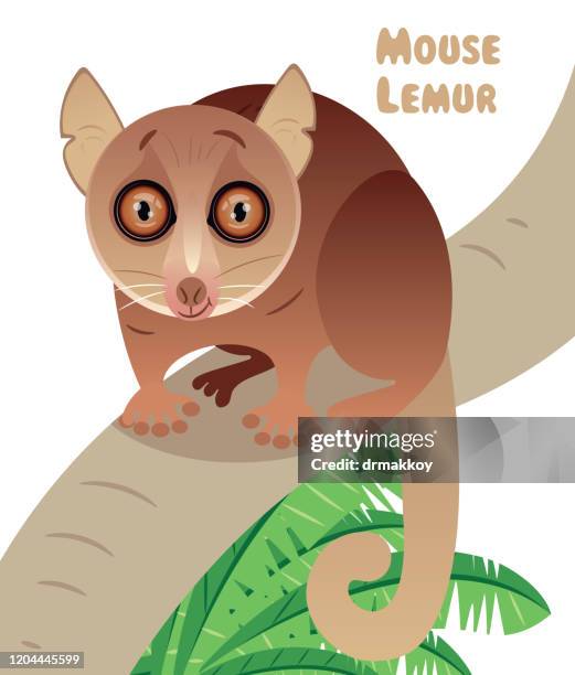 mouse lemur, madagascar fody, subantarctic fur seal, fur seal, rockhopper penguin, ring tailed lemur, mouse lemur, lemur, gray mouse lemur - madagascar forest stock illustrations