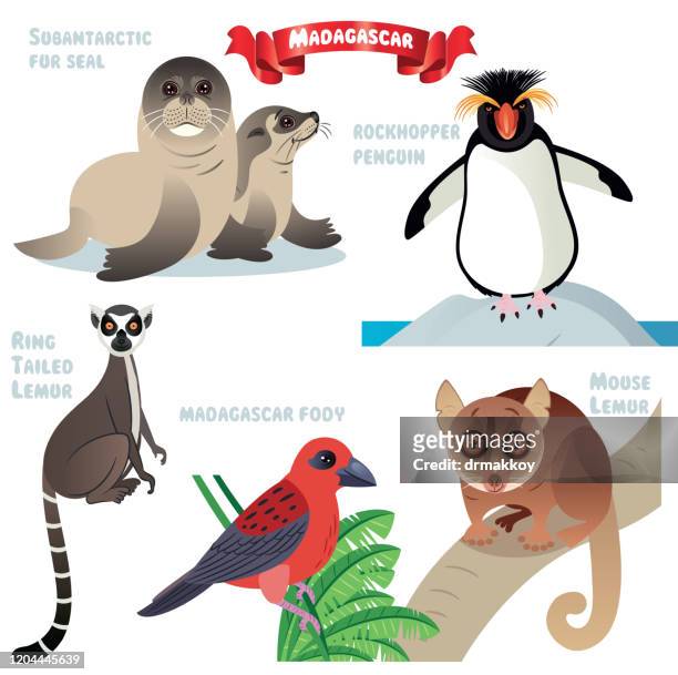 madagaskar animals, madagaskar fody, subantarktische pelzrobbe, pelzrobbe, rockhopper pinguin, ringschwanzmaki, mausmaki, lemur - lemur stock-grafiken, -clipart, -cartoons und -symbole